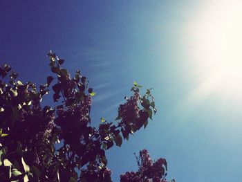 Low angle view of trees against blue sky