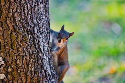 Close-up of squirrel on tree trunk