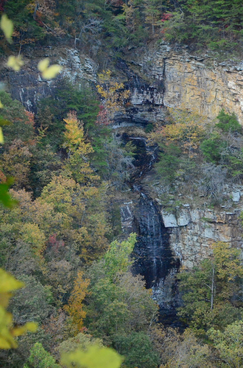 HIGH ANGLE VIEW OF TREES GROWING ON ROCKS