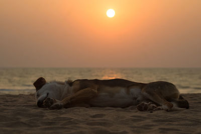 Dog relaxing on beach against sky during sunset