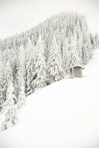 Snow covered land and trees against sky