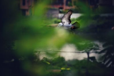 Bird flying in the water