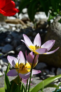 Close-up of lotus water lily