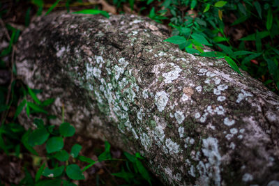 Close-up of lichen on tree trunk