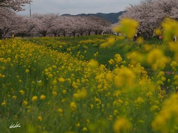 Close-up of fresh yellow flowers in field