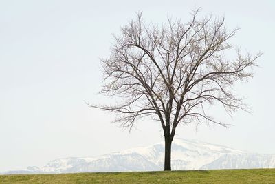 Bare tree on landscape against clear sky