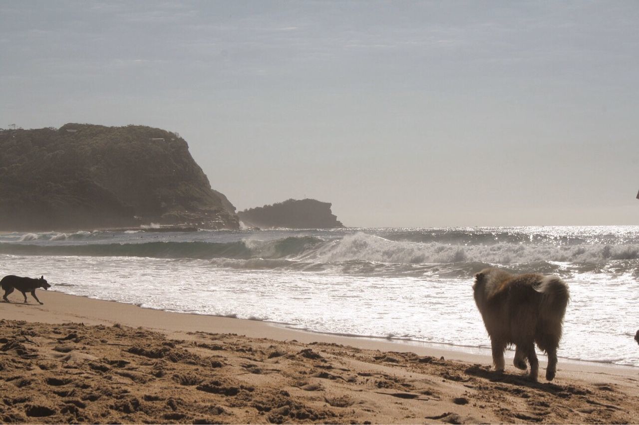 HORSE ON BEACH