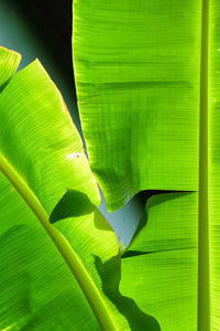 Close-up of green leaves on plant