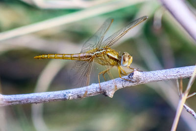 Close-up of dragonfly on plant