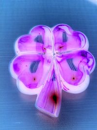 Close-up of pink flower on white background