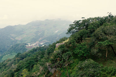 Scenic view of forest against sky