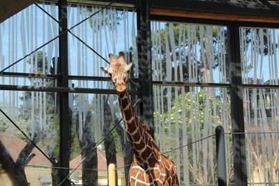 View of giraffe in cage at zoo