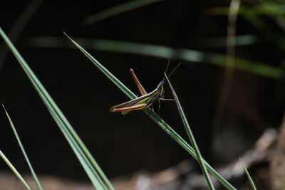 Close-up of insect on grass