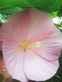 Close-up of pink hibiscus flower