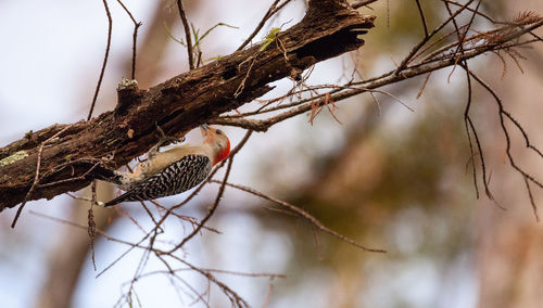 Close-up of bird perching on branch