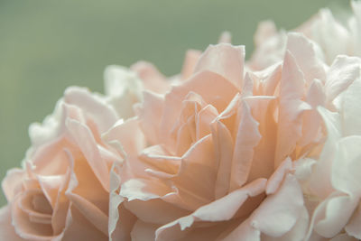 Close-up of white roses