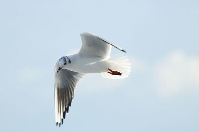 Low angle view of seagull flying against clear sky