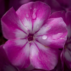 Close-up of water drops on pink flower