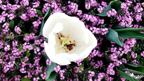 Close-up of pink flowers