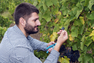Side view of farmer cutting grapes in vineyard