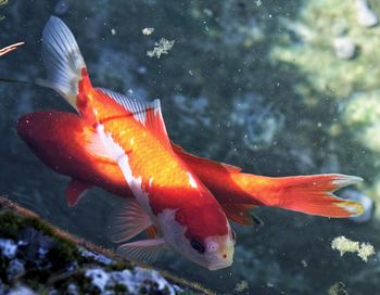 Close-up of fish swimming in sea