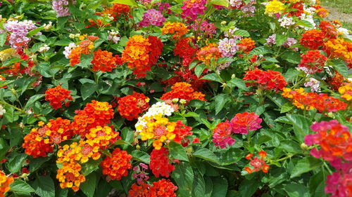 Close-up of colorful flowers
