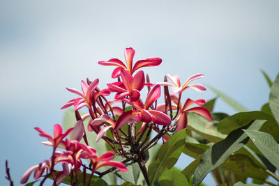 Close-up of pink flowering plant