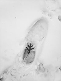 High angle view of insect on snow