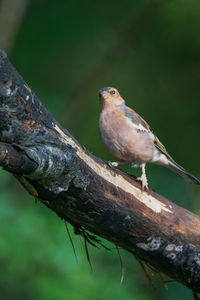 Close-up of bird perching on tree