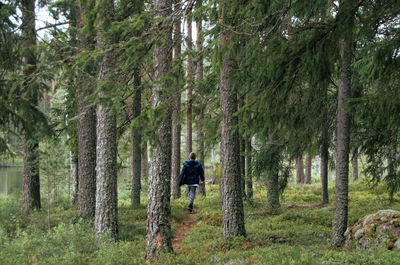 Rear view of boy walking in forest