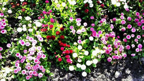 Close-up of flowers blooming outdoors