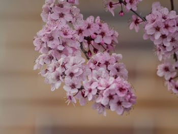 Close-up of pink cherry blossom tree