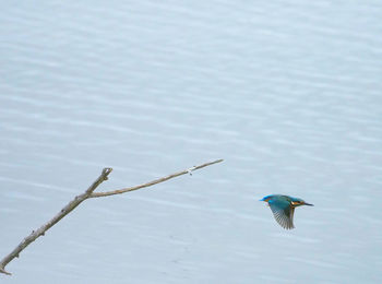 Bird flying over lake