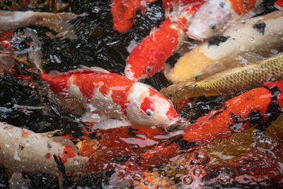 High angle view of koi carps swimming in pond