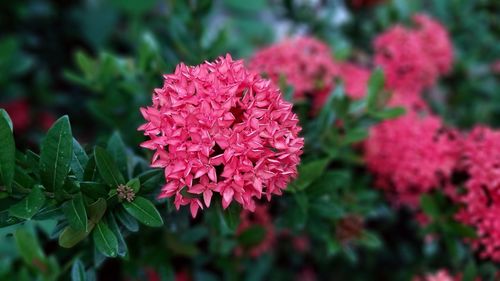 Close-up of pink flowering plant