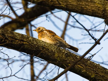 The fieldfare turdus pilaris on a branch. close-up on fieldfare on a tree. singing bird on a branch.