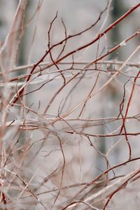 Close-up of snow on twig