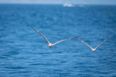 Seagulls flying over sea