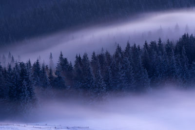 Trees in forest during winter against sky at night