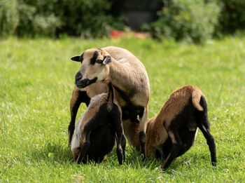 View of sheep on field