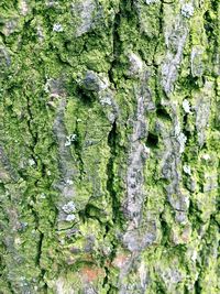 Moss growing on tree trunk