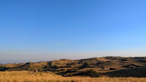Scenic view of field against clear blue sky