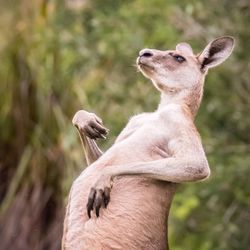 Close-up of kangaroo