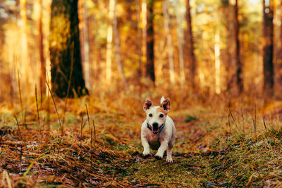 Beautiful dog jack russell walks in the autumn fores