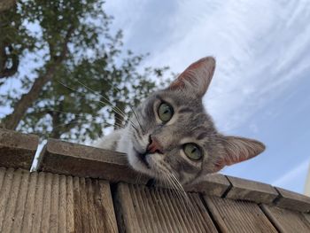 Low angle portrait of a cat on tree
