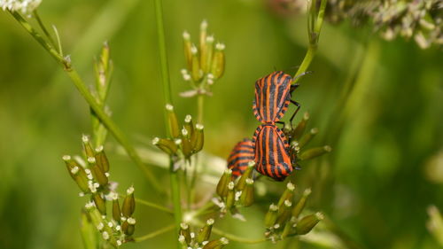 Close-up of striped beetles pollinating on flower