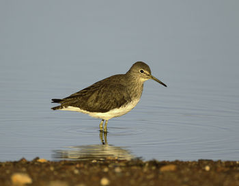 Close-up of bird in water