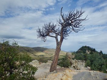 Tree on rock against sky