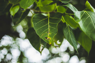 Close-up of leaves on plant