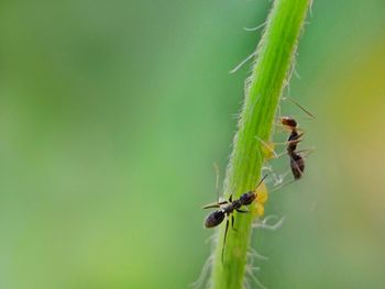 Close-up of insect on plant